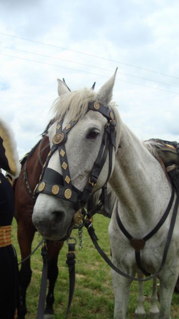 Divers Cavalerie